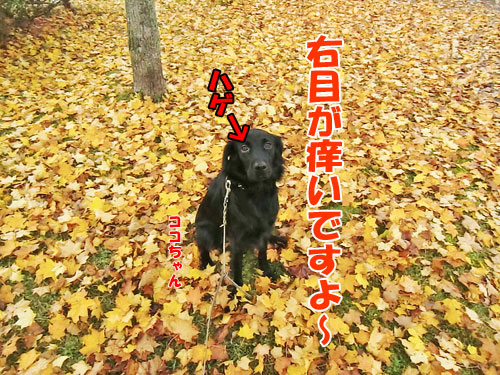 ���̉ԕ��A�����M�[�P