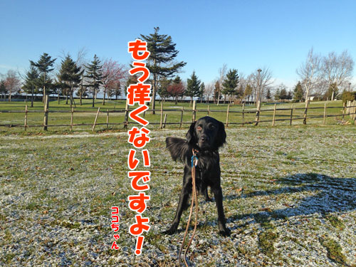 ���̉ԕ��A�����M�[�Q