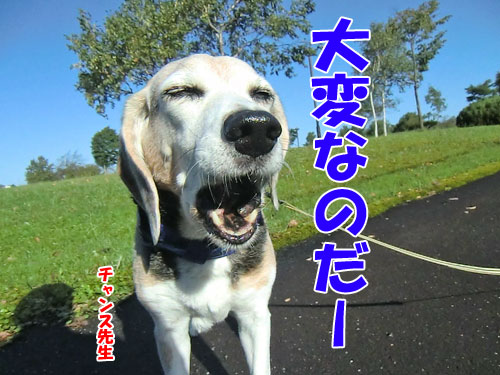 犬が訪問者に吠えるときの対処法1