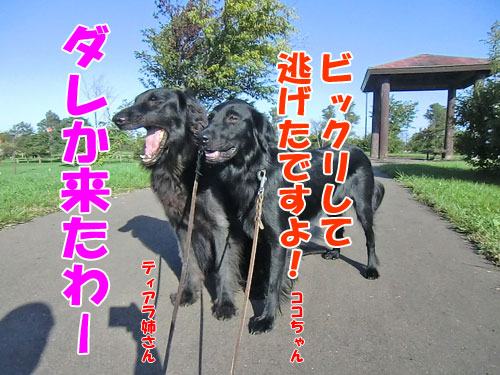 犬が訪問者に吠えるときの対処法2