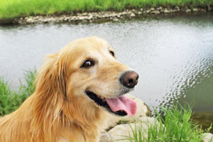 �S�[���f�����g���o�[azusa