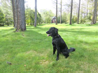 ���l�ɂăR�R