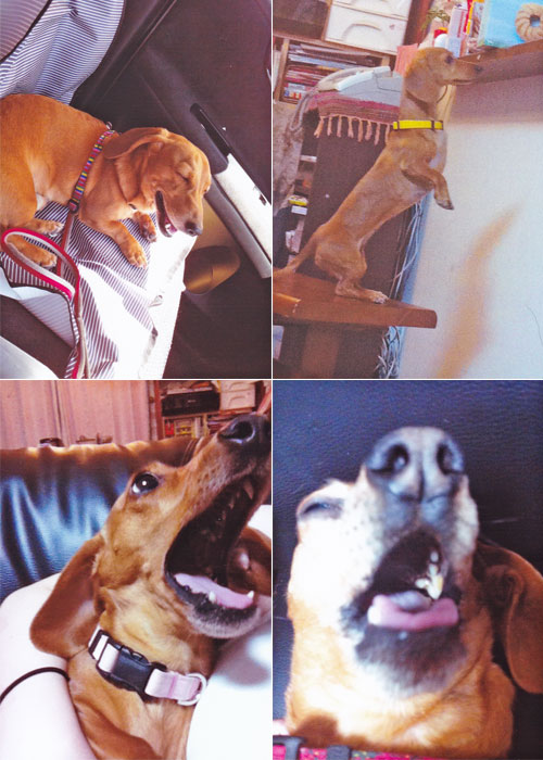 �~�j�`���A�_�b�N�X�t���g�S�C