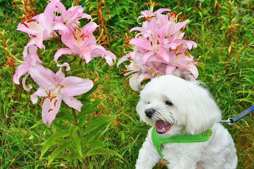 �����̉ԂƁA���悿���B