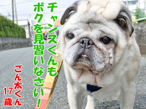 ���񑾂���i�p�O�A�P�V�ˁA�j�̎q�j