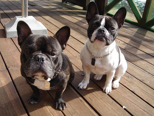 �ZBuzz����i���j�A��cookie�����i�E�j