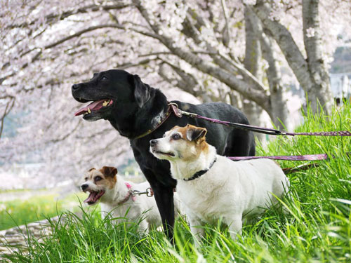 �����B�����E�u�[�R�����E�����R�����