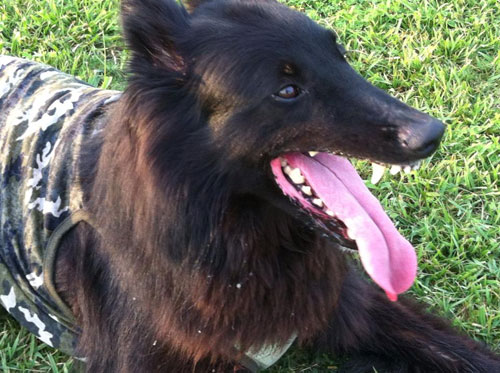 �f�C�i�����@�x���W�A���E�O���[�l���_�[���A���A�V��